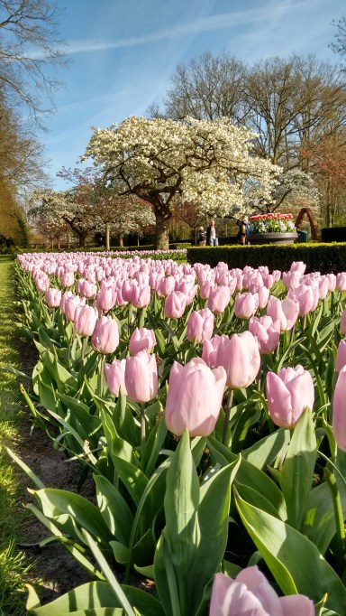 IMG_20150420_174510727_HDR